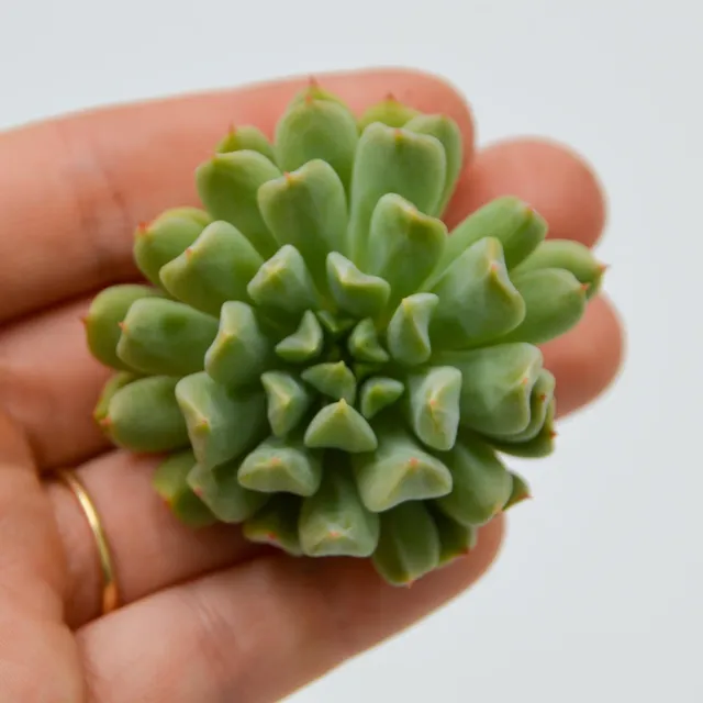 pasiora-echeveria-irish-mint-sukkulenten-stekling-f-r-indoor image 1
