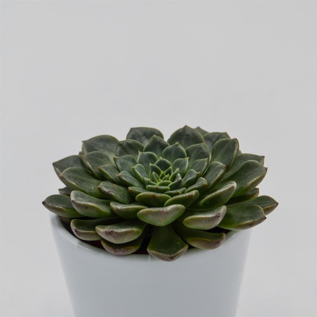 pasiora-graptopetalum-vega-sukkulente-im-5-5cm-topf image 3