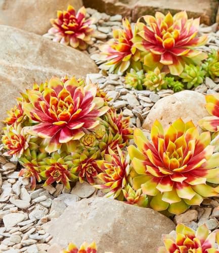 baldur-garten-2x-sempervivum-gold-nugget-hauswurz-im-9x9-cm-topf image 4