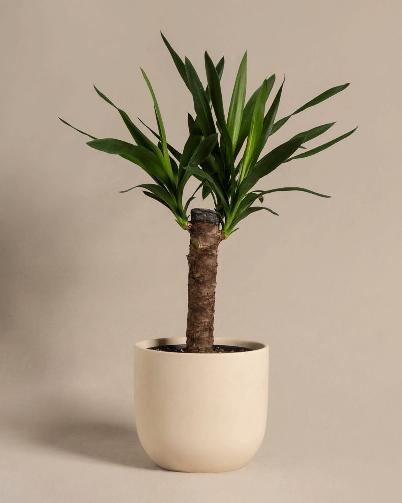 feey-kleine-yucca-yucca-elephantipes-zimmerpflanze image 6
