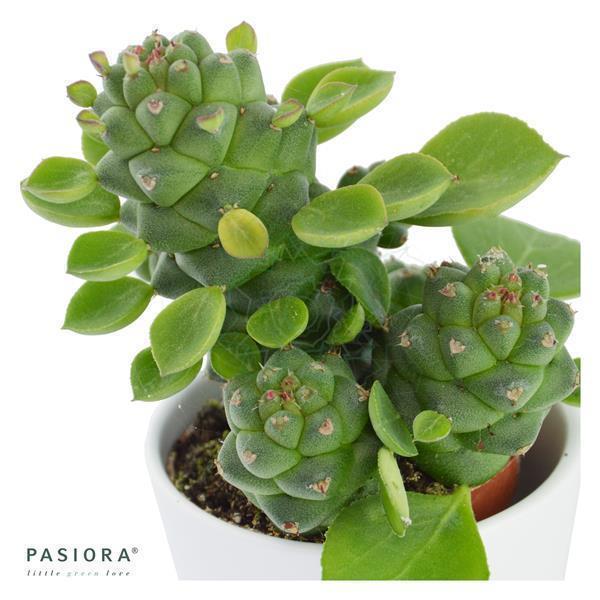 pasiora-sukkulenten-selektion-10-st-ck-set-f-r-6cm-bert-pfe image 3