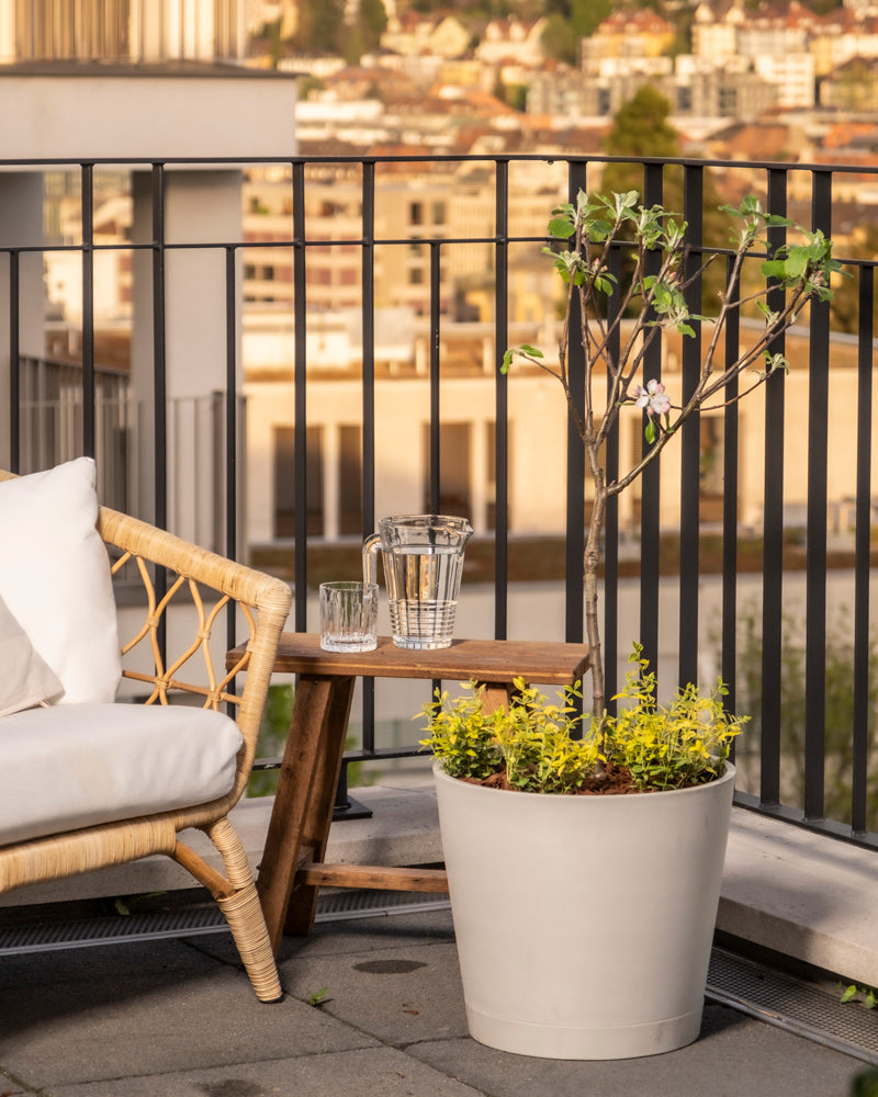 feey-apfelbaum-malus-domestica-braeburn-patio image 4