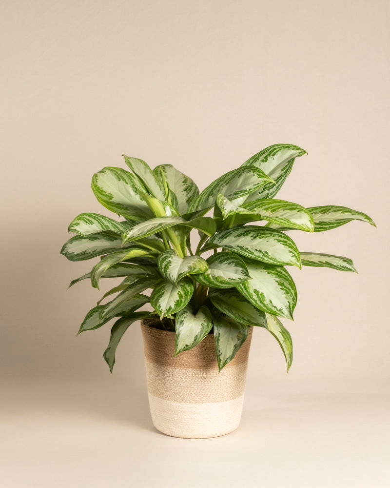 feey-gro-e-aglaonema-silver-bay-zimmerpflanze image 6