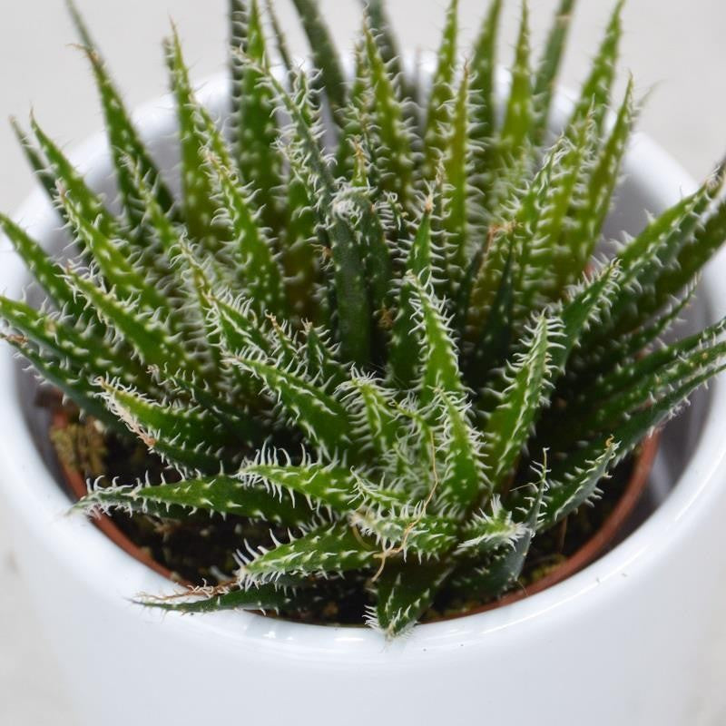 pasiora-aloe-haworthioides-sukkulente-5-5-cm-topf image 2