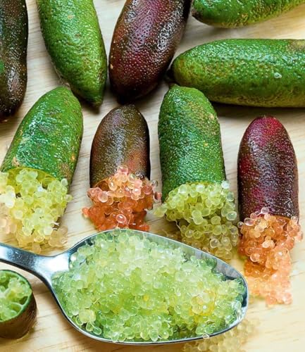 baldur-garten-kaviar-limette-exotische-zitruspflanze-im-12-cm-topf image 7