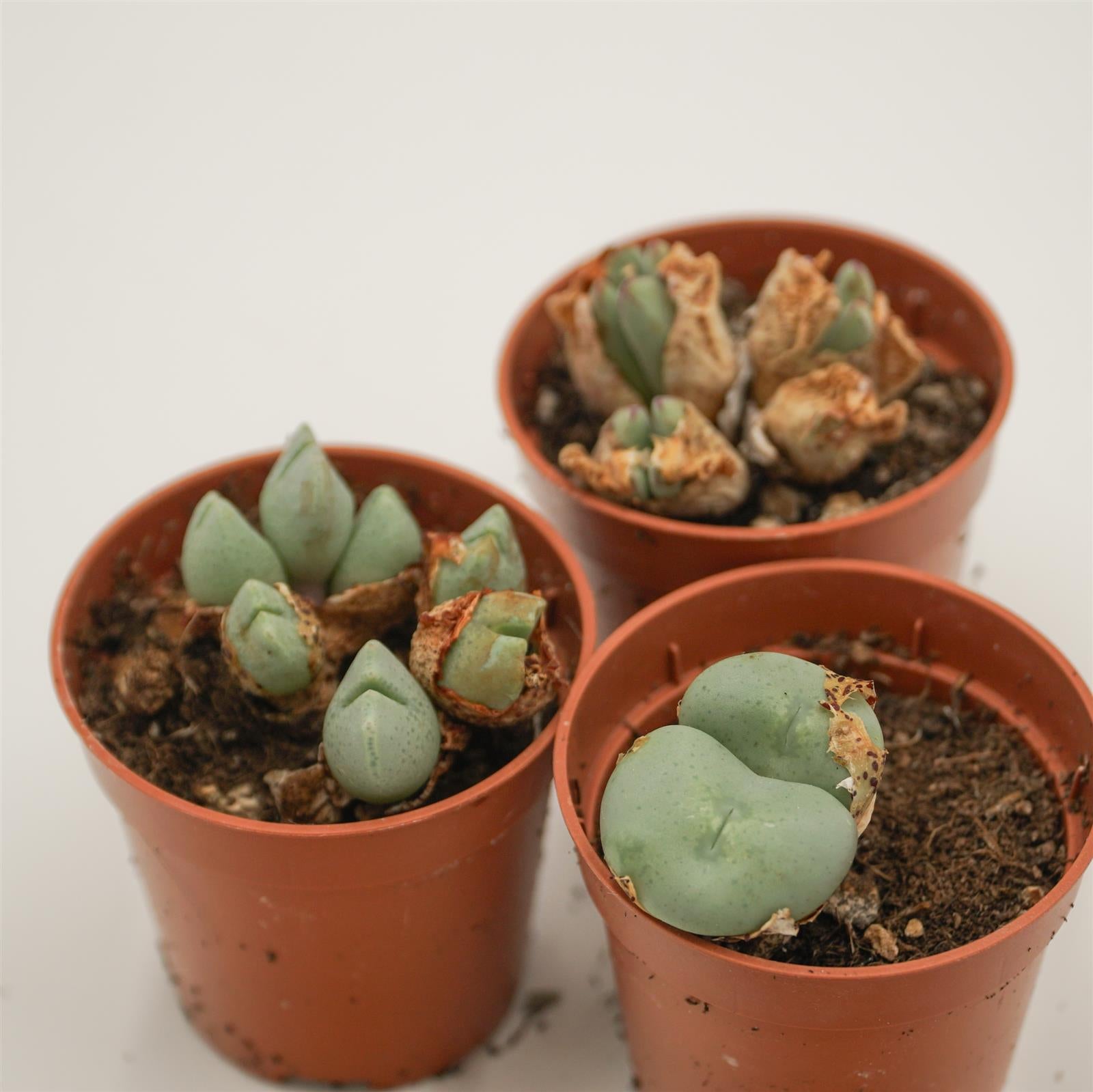 pasiora-conophytum-mix-sukkulenten-3er-set image 1