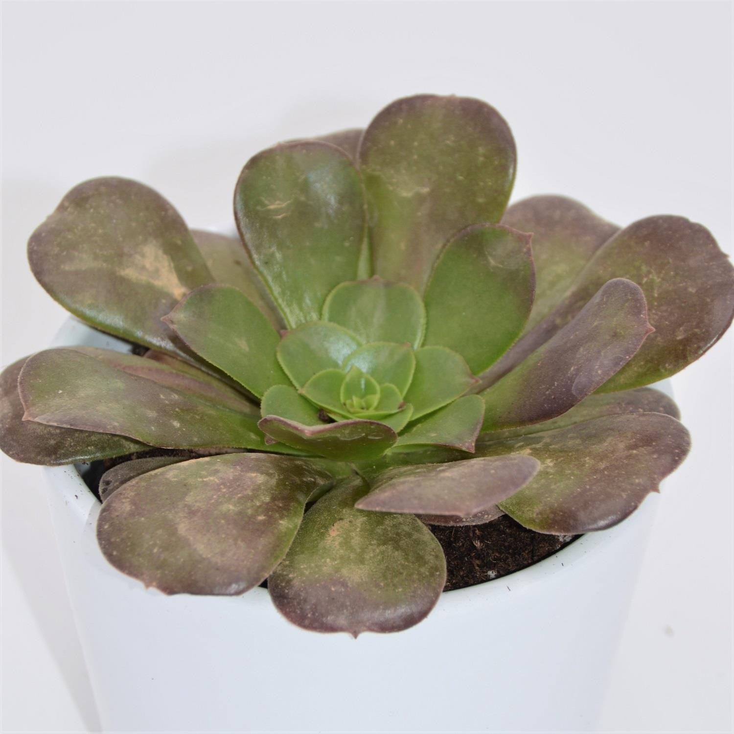 pasiora-aeonium-arboreum-velours-rosettendickblatt-8-5cm-topf image 5