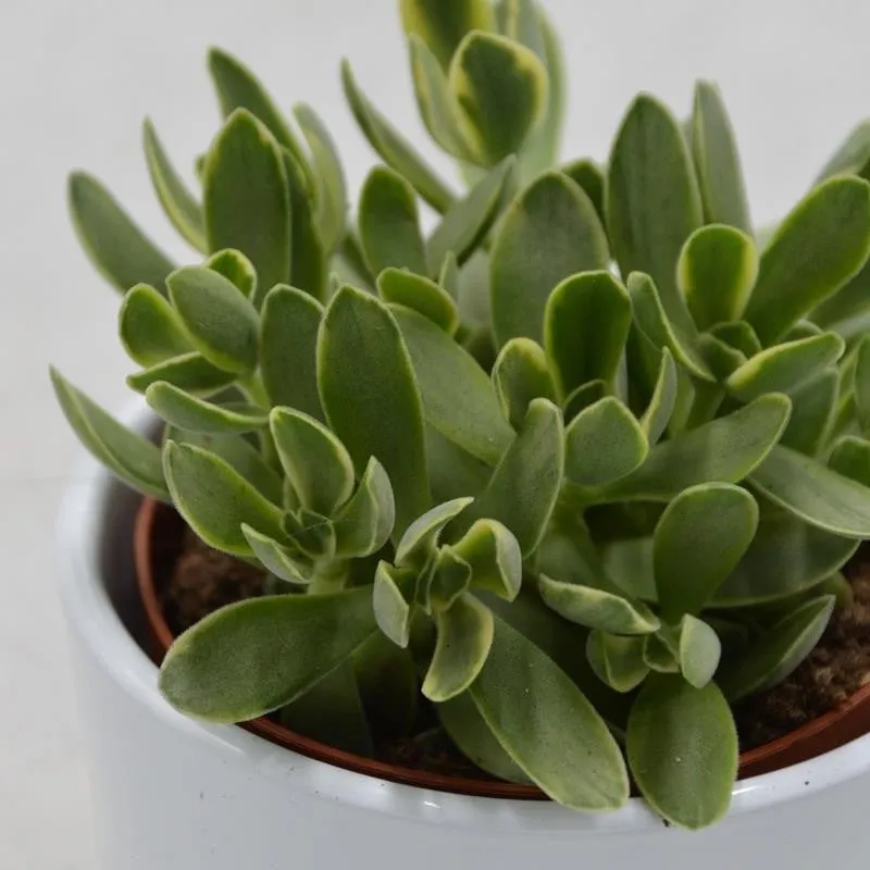 pasiora-crassula-money-maker-variegata-8-5cm-topf image 1