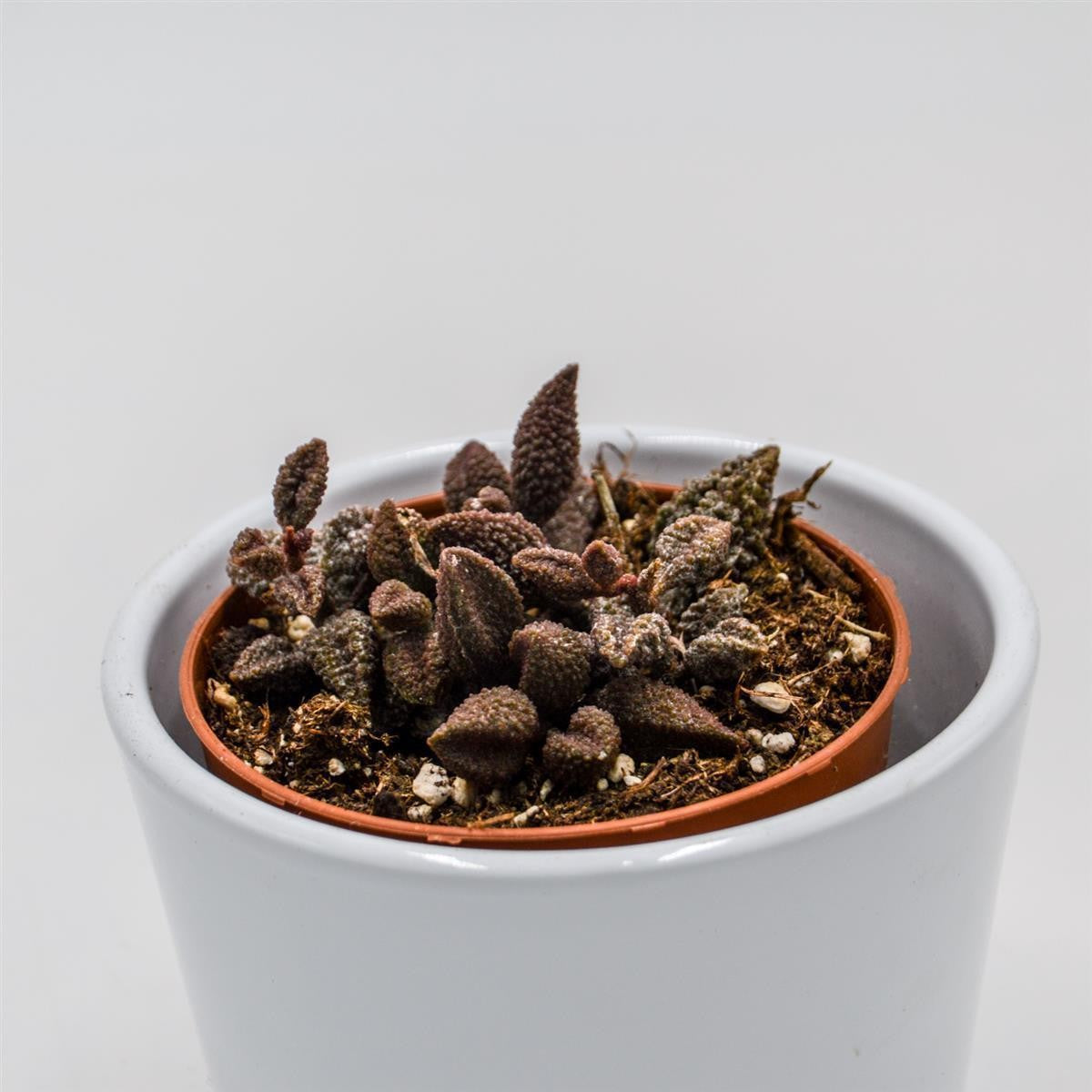 pasiora-adromischus-marianiae-coffee-bean-8-5cm-topf image 2