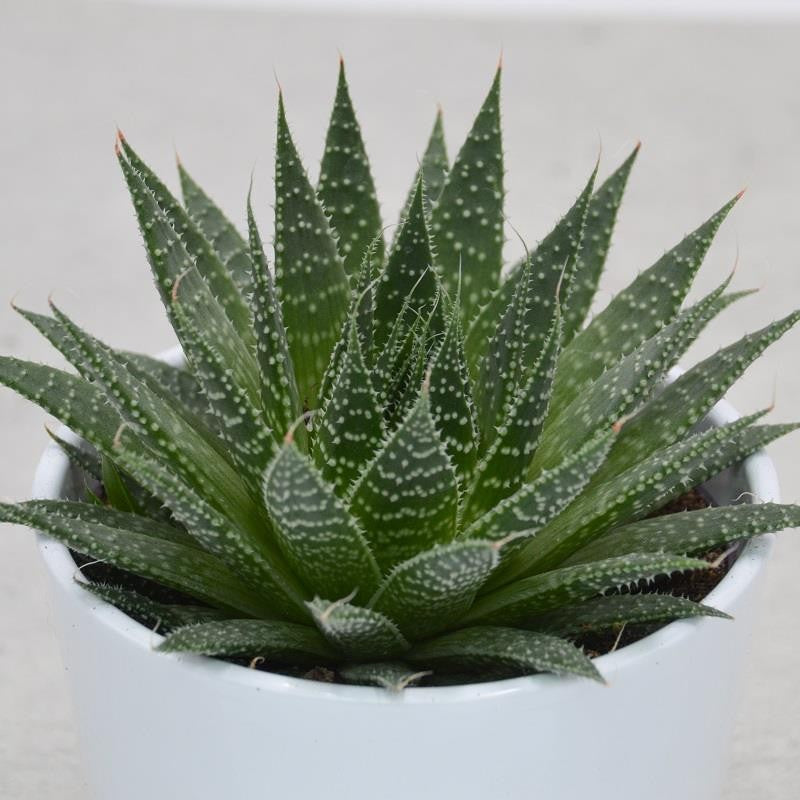 pasiora-aloe-aristata-sukkulente-12-cm-topf image 1