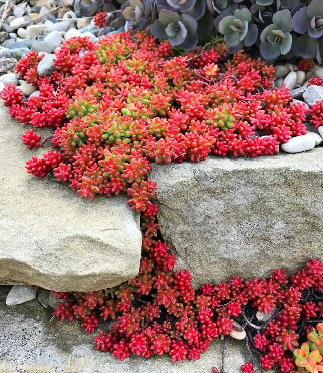 baldur-garten-teppich-sedum-coral-carpet-2-pflanzen-im-9x9-cm-topf image 1