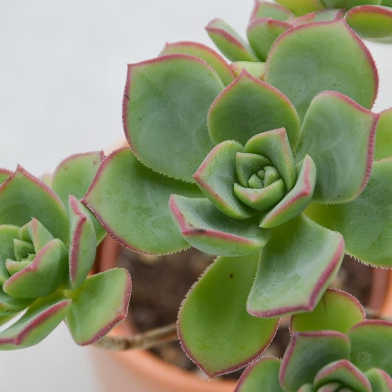 pasiora-aeonium-haworthii-pinwheel-sukkulente-6-cm-topf image 1