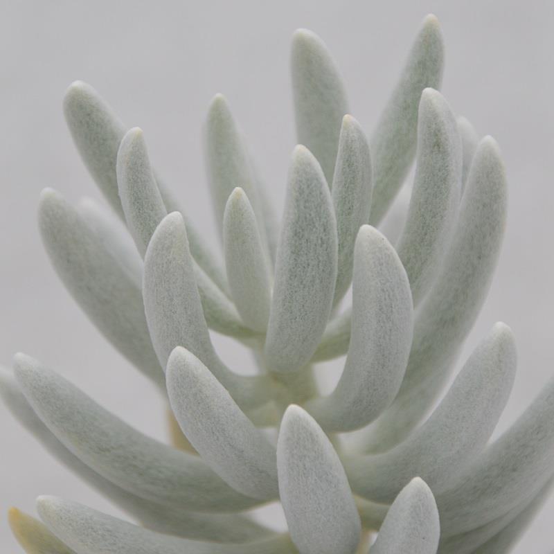 pasiora-senecio-haworthii-sukkulente-8-5cm-topf image 1