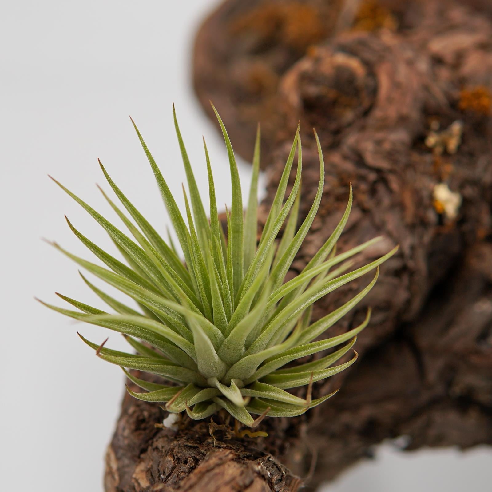 pasiora-tillandsia-espinosae-luftnelke-bromelie-aus-s-damerika image 1