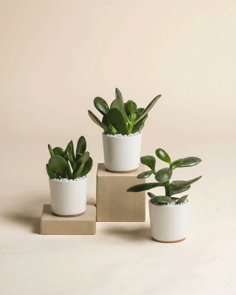 feey-baby-geldbaum-3er-set-crassula-ovata-zimmerpflanze image 7