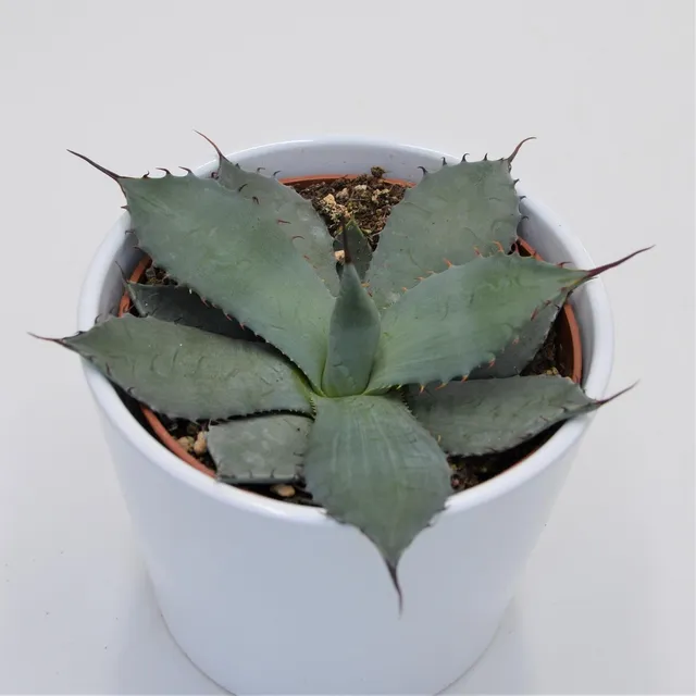 pasiora-agave-parryi-sukkulente-12cm-topf image 1