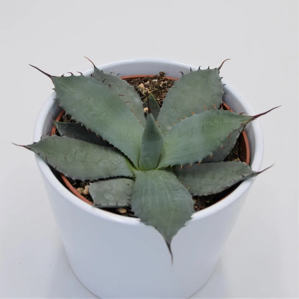pasiora-agave-parryi-sukkulente-12cm-topf image 1
