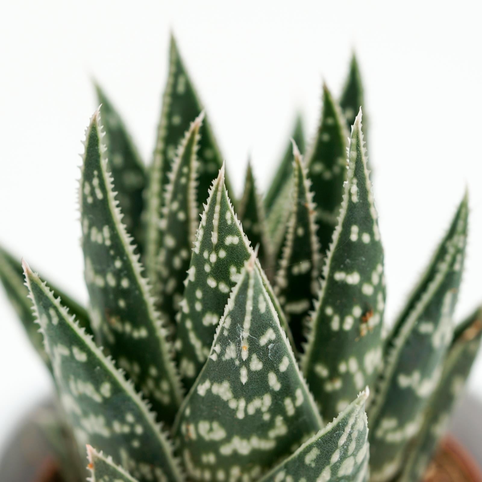 pasiora-x-gasteraloe-interstellar-sukkulente-5-5cm image 1