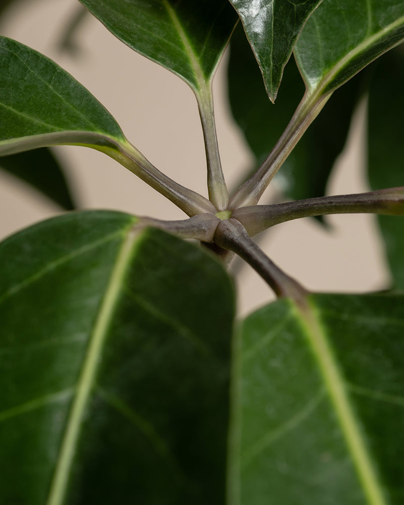 feey-schefflera-amate-strahlenaralie-gro-e-zimmerpflanze image 2