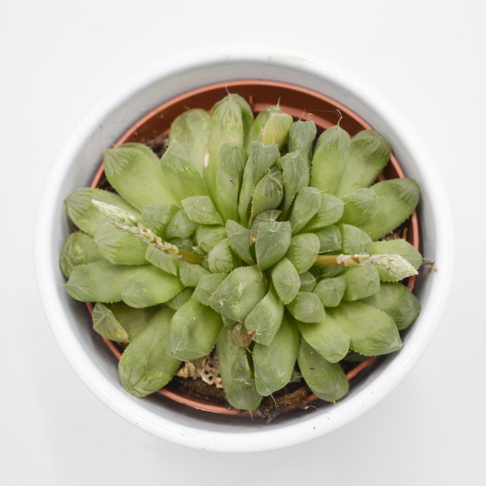 pasiora-haworthia-cooperi-var-obtusa-sukkulente-10-5cm image 2