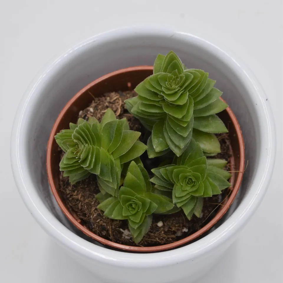 pasiora-crassula-estagnol-sukkulente-5-5cm-topf image 1