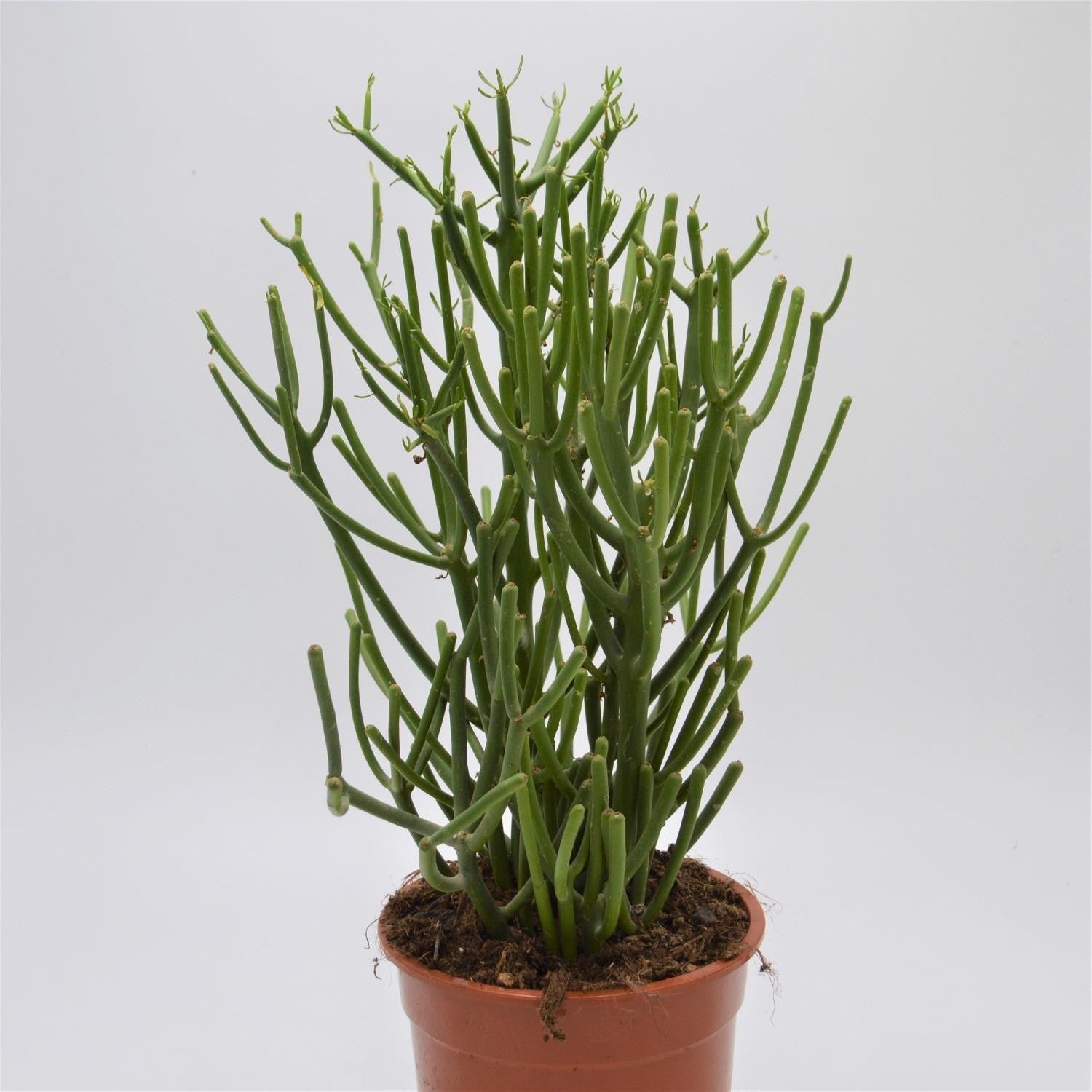 pasiora-euphorbia-tirucalli-sukkulente-15cm-topf image 1