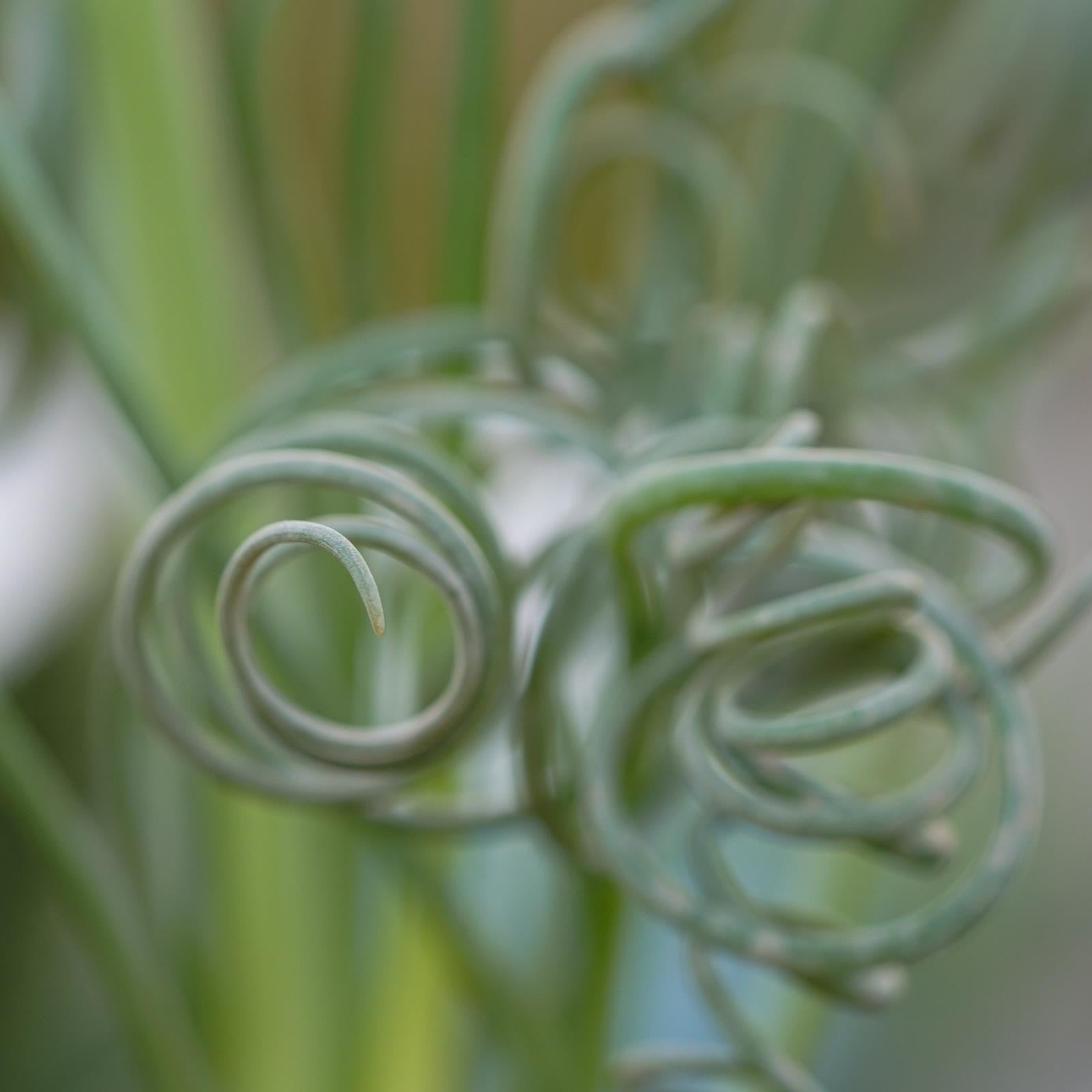 pasiora-albuca-spiralis-fizzle-sizzle-korkenzieher-pflanze-8-5cm image 2