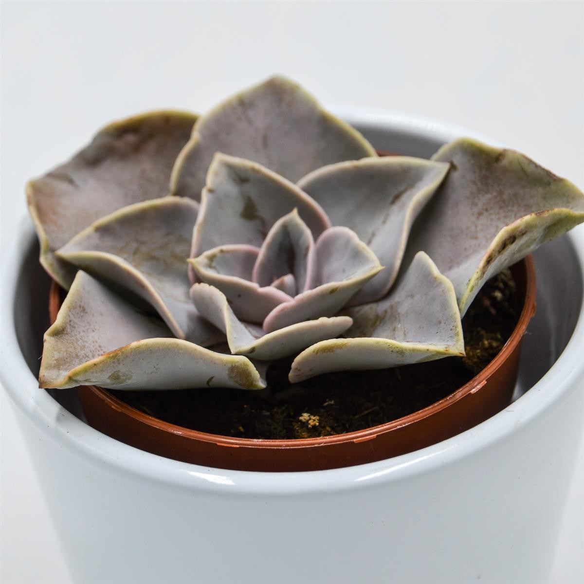 pasiora-echeveria-rodolfi-x-botero-sukkulente-8-5-cm-topf image 2