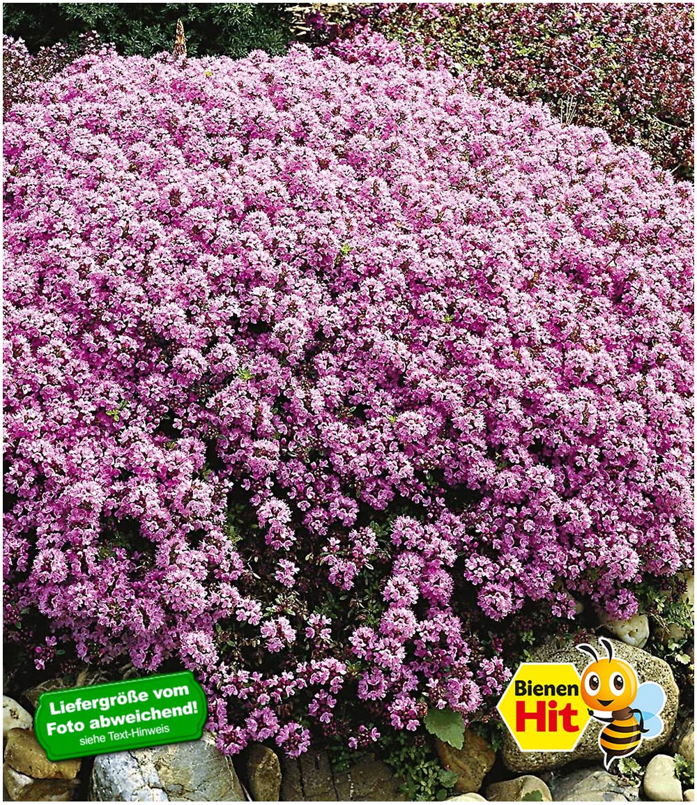 baldur-garten-langhaariger-gebirgs-thymian-bodendecker-3x-im-9x9-cm-topf image 2
