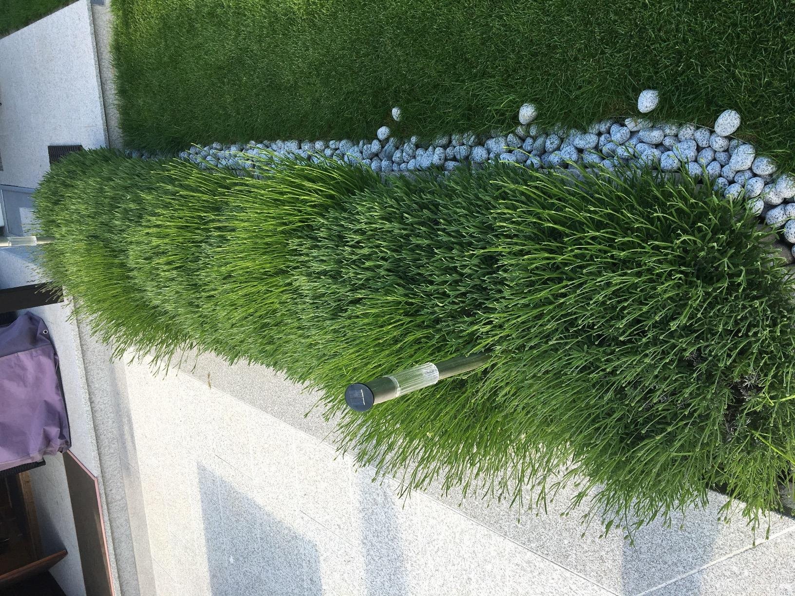 Kräftige Jungpflanzen