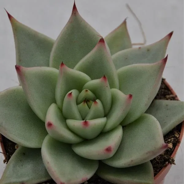 pasiora-echeveria-agavoides-sirius-hybrid-sukkulente-8-5cm image 1