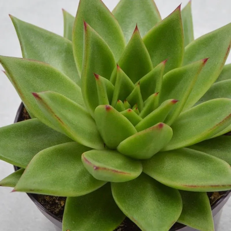 pasiora-echeveria-agavoides-lipstick-sukkulente-17cm image 1
