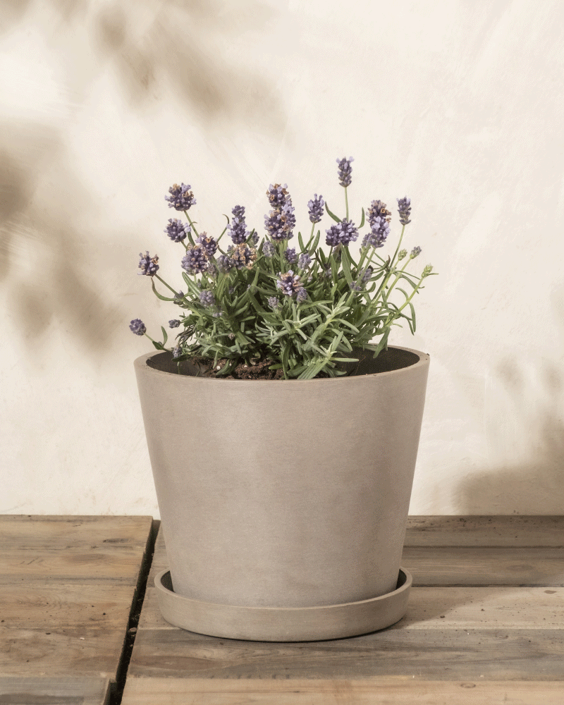 feey-lavendel-lavandula-angustifolia-hidcote-blue image 4