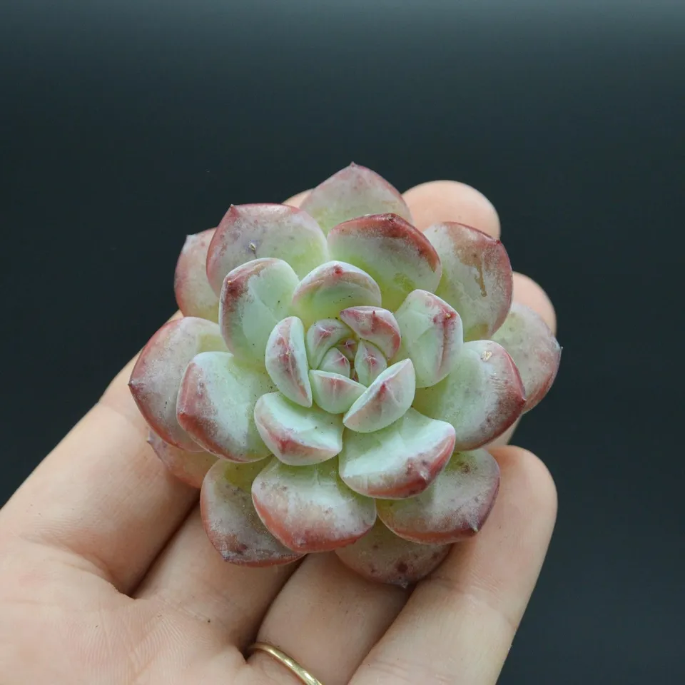 pasiora-echeveria-iceland-steckling-indoor-sukkulente image 1