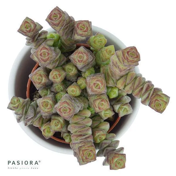 pasiora-crassula-rupestris-marnieriana-hottentot-sukkulente-6cm image 1