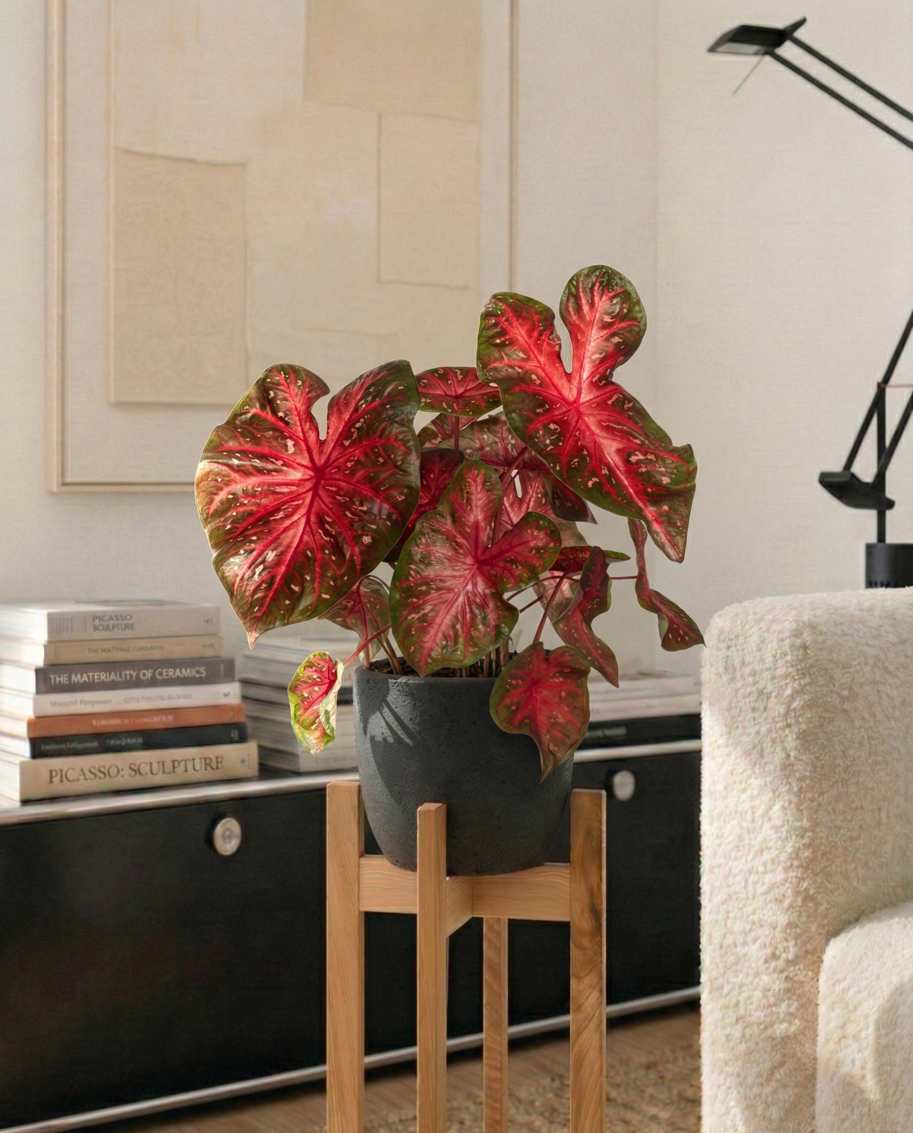 feey-caladium-red-flash-zimmerpflanze image 4
