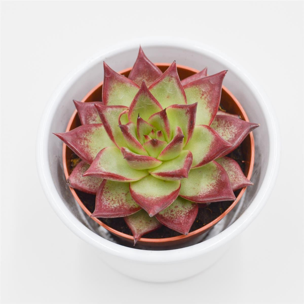 pasiora-echeveria-electra-8-5cm image 2