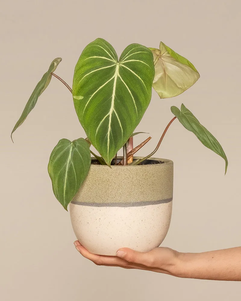 feey-philodendron-gloriosum-zimmerpflanze-mit-samtbl-ttern image 1
