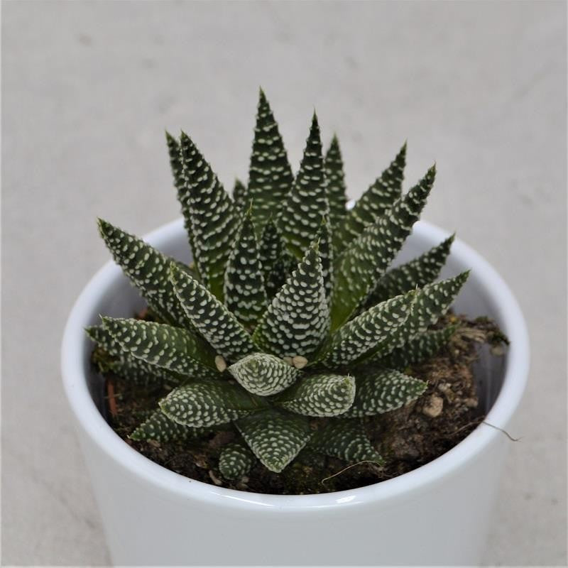 pasiora-haworthia-fasciata-albert-sukkulente-8-5cm image 3
