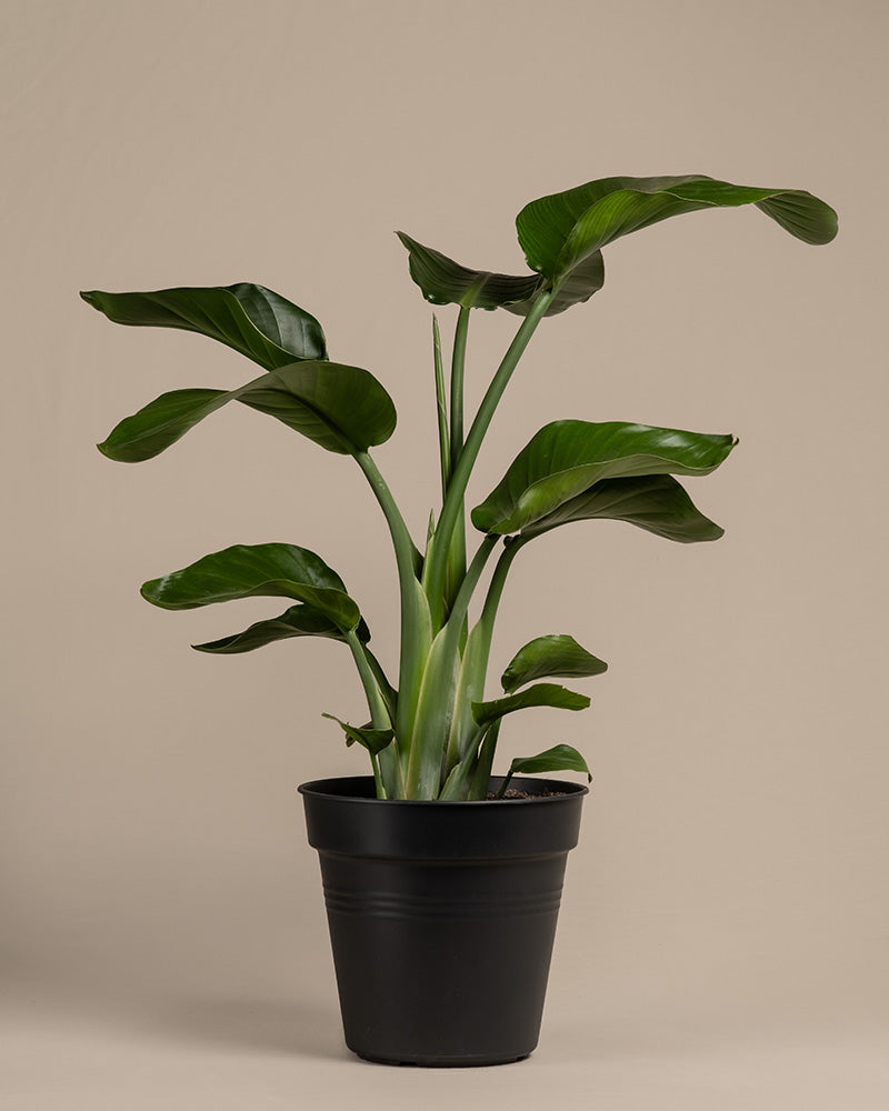 feey-gro-e-strelitzie-strelitzia-nicolai-zimmerpflanze image 3