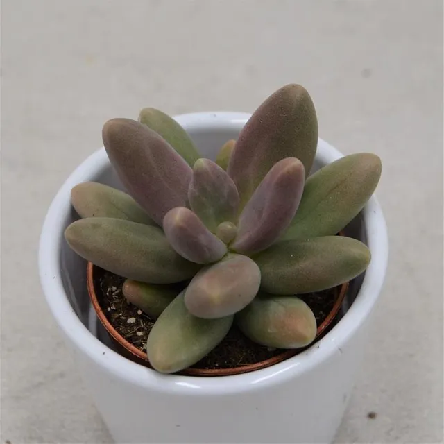 pasiora-pachyphytum-captain-jessop-sukkulente-5-5-cm-topf image 1
