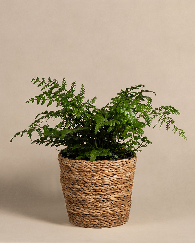 feey-streifenfarn-asplenium-dimorphum-parvati-zimmerpflanze image 5