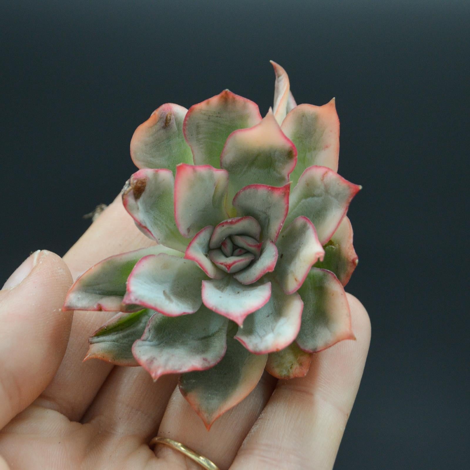 pasiora-echeveria-moon-goddess-f-variegata-steckling image 1