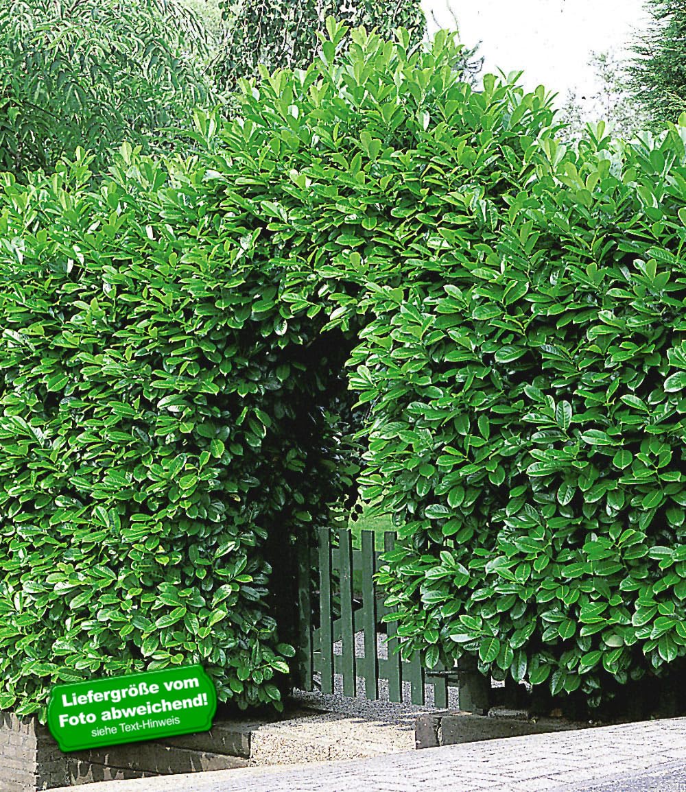 baldur-garten-kirschlorbeer-hecke-20er-set-im-9x9-cm-topf image 2