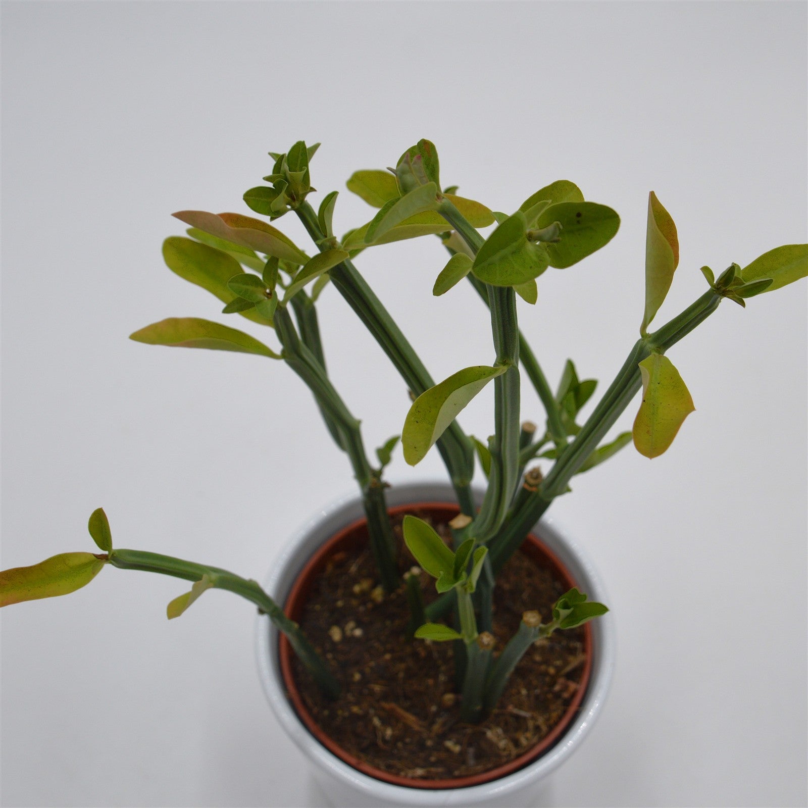 pasiora-euphorbia-phosphorea-sukkulente-10-5-cm-topf image 2