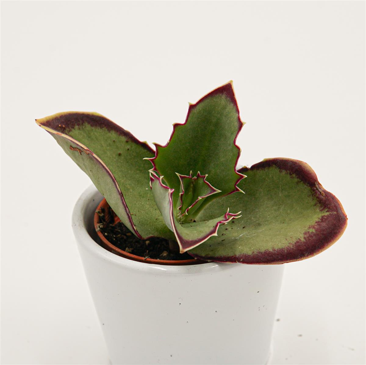 pasiora-kalanchoe-synsepala-sukkulente-5-5cm image 2