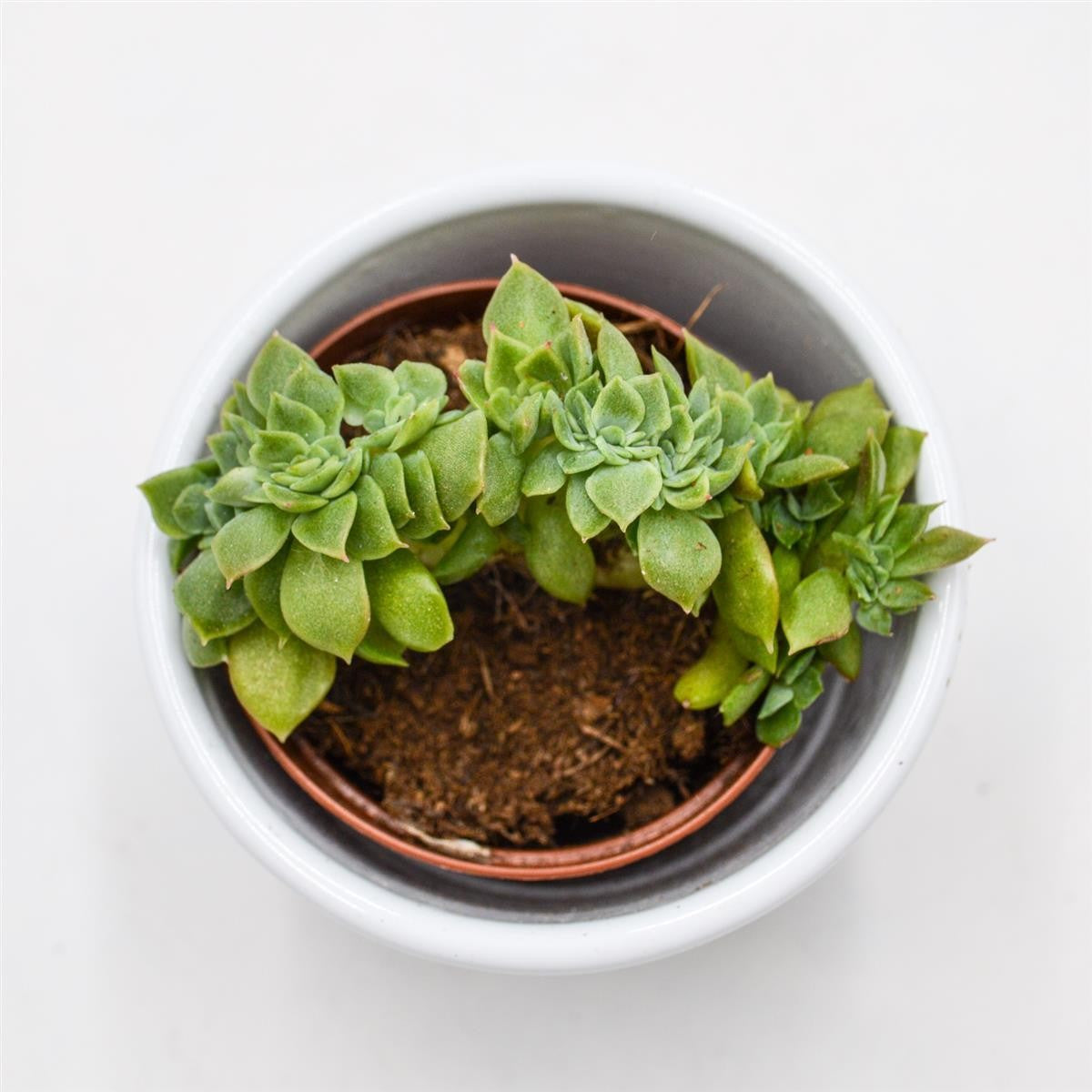 pasiora-echeveria-gilva-cristata-sukkulente-5-5-cm-topf image 1