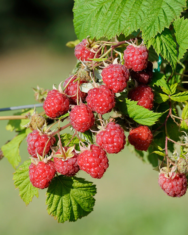 feey-himbeere-trio-rubus-idaeus-autumn-bliss-obstpflanzen-set image 2