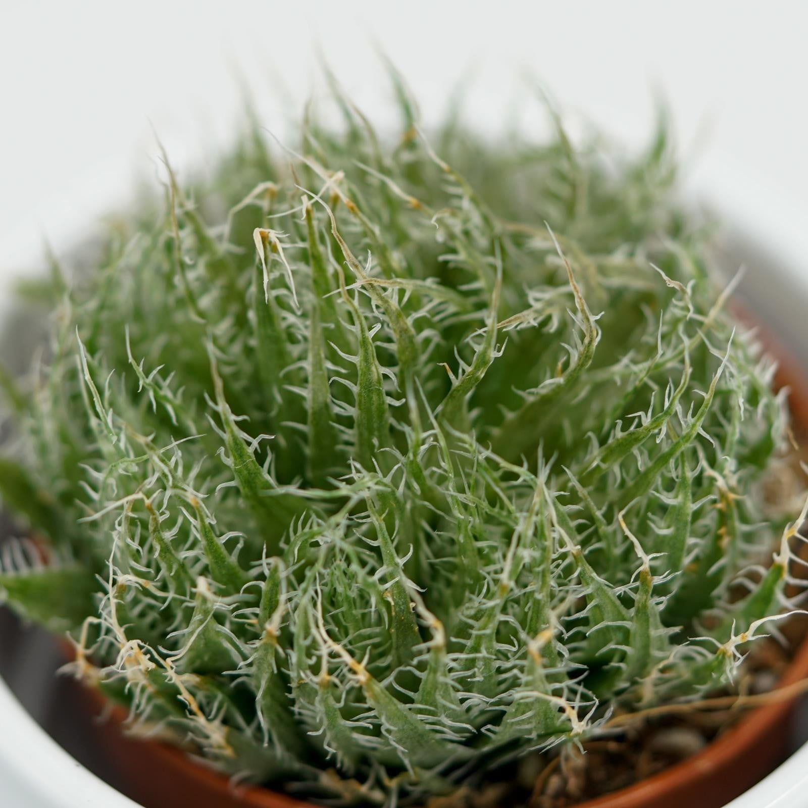 pasiora-aloe-arachnoidea-sukkulente-im-5-5cm-topf image 2