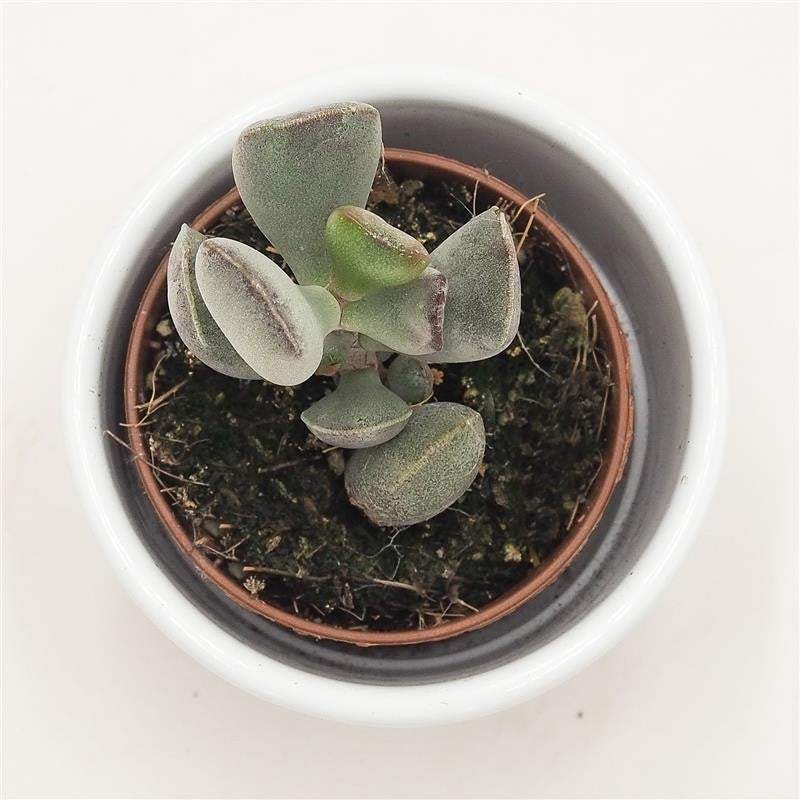 pasiora-adromischus-truncatus-sukkulente-5-5-cm-mini-topf image 2